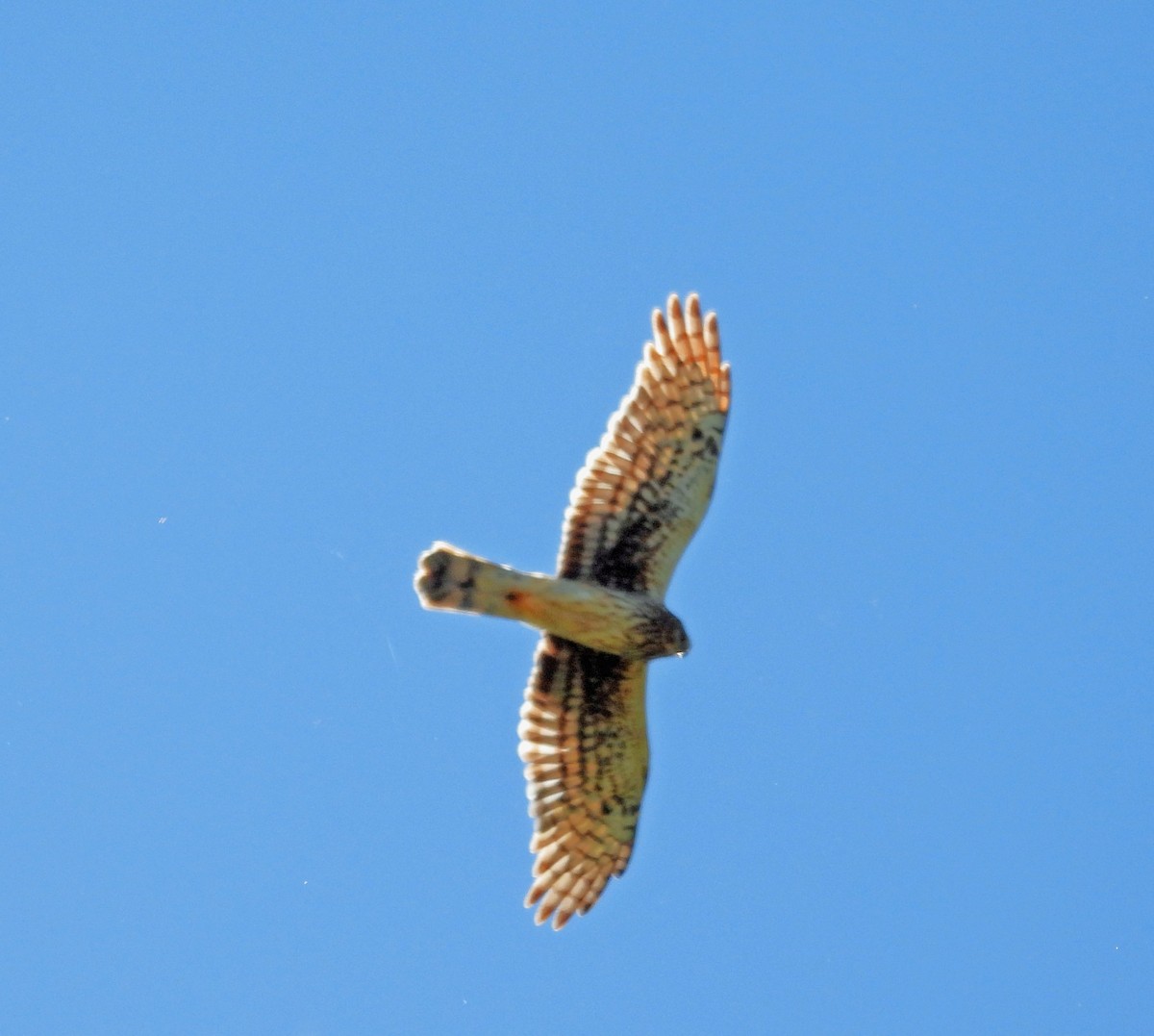 Northern Harrier - ML620106504