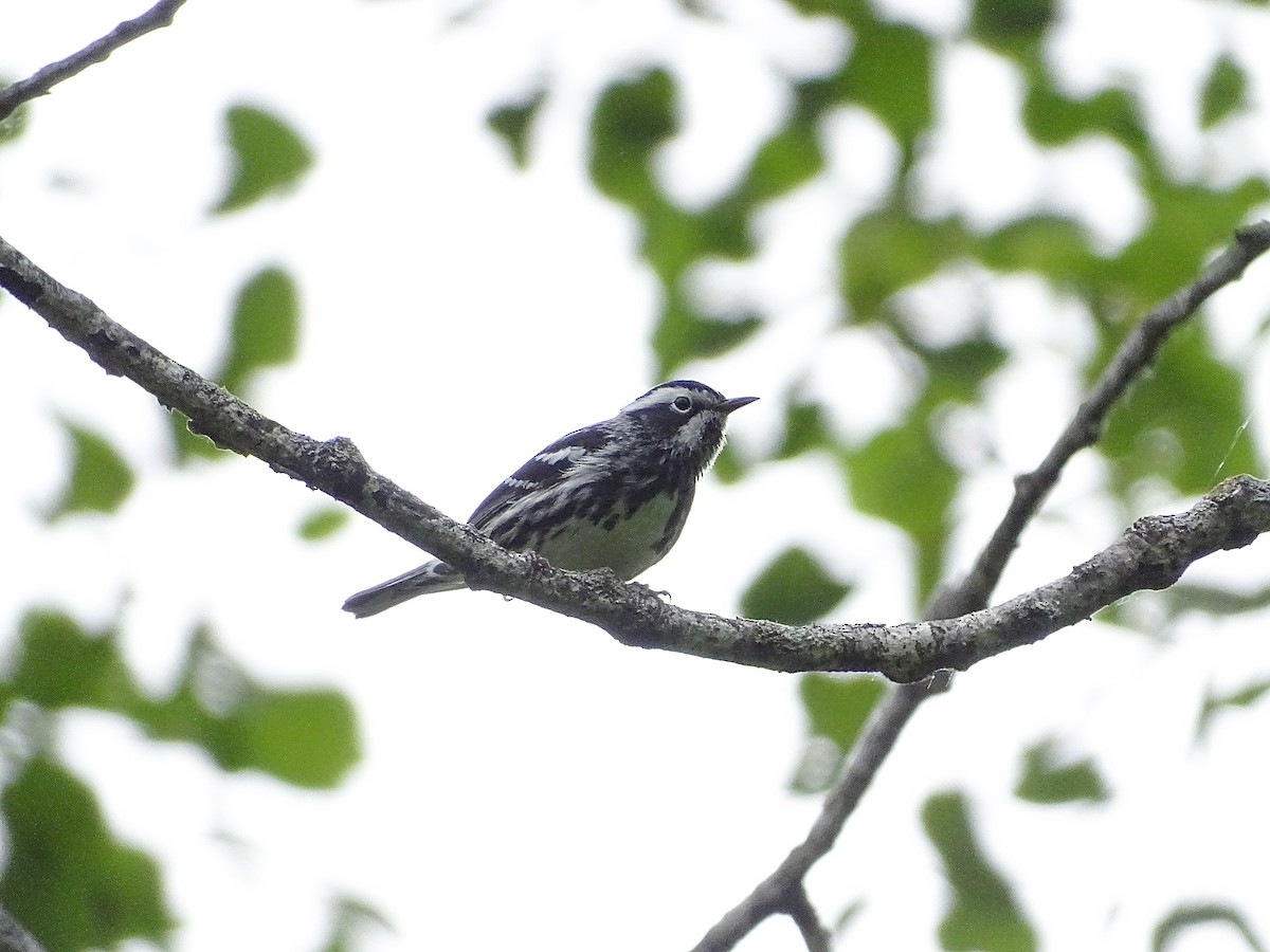 Black-and-white Warbler - ML620106507