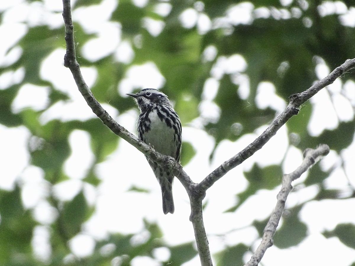 Black-and-white Warbler - ML620106508
