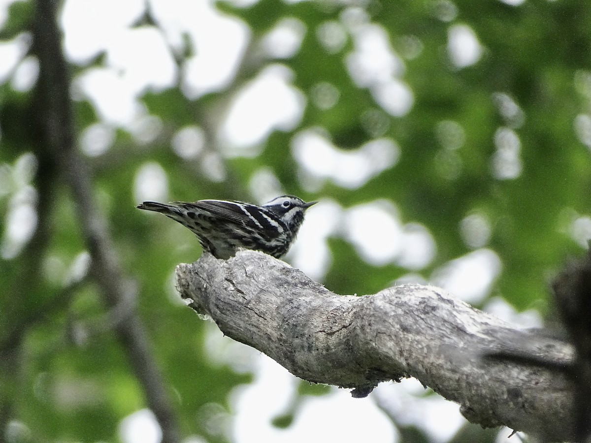 Black-and-white Warbler - ML620106509