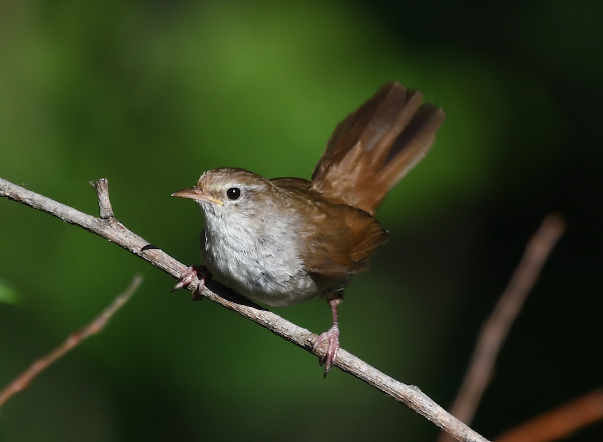 Cetti's Warbler - ML620106510