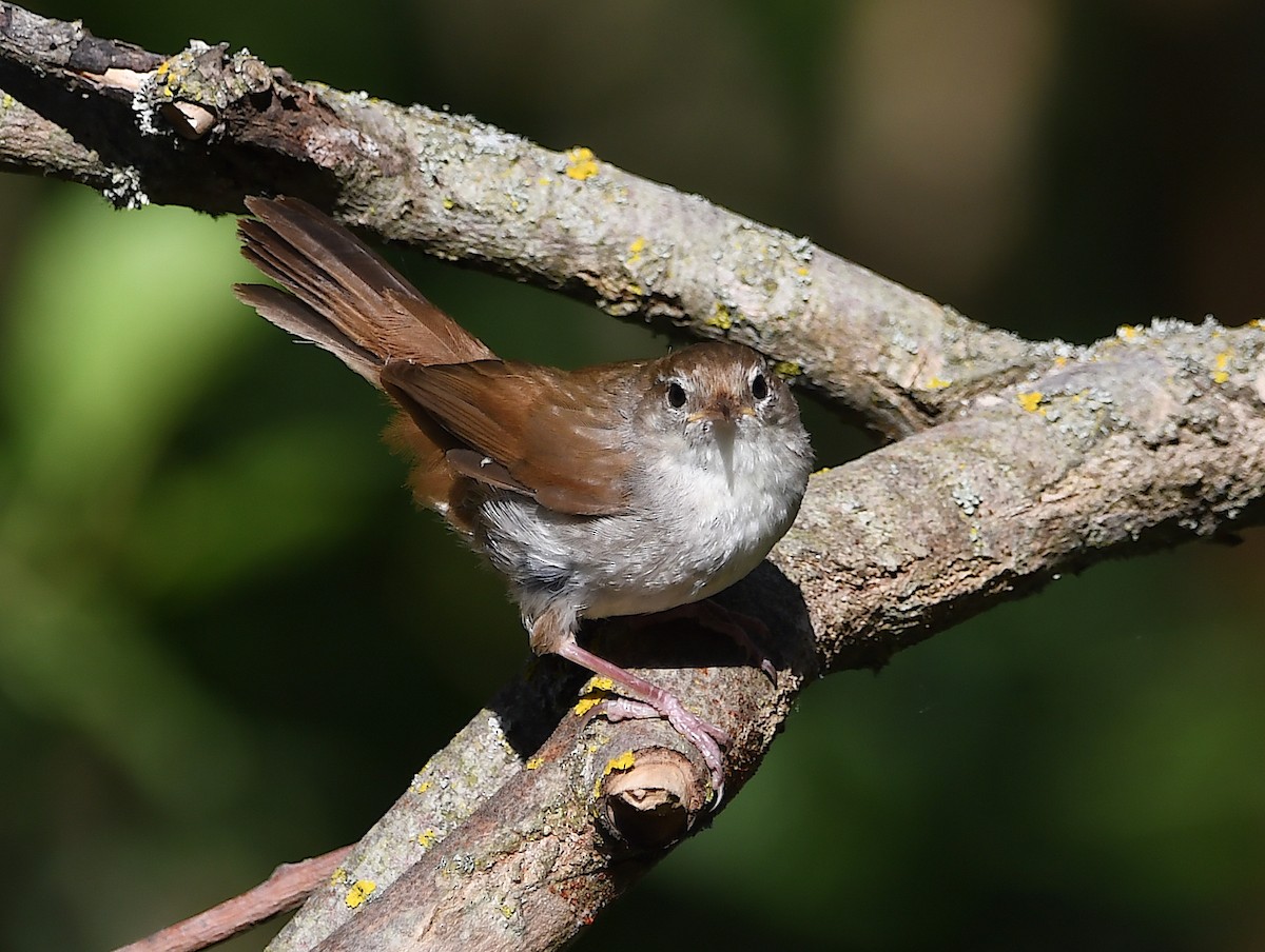 Cetti's Warbler - ML620106511