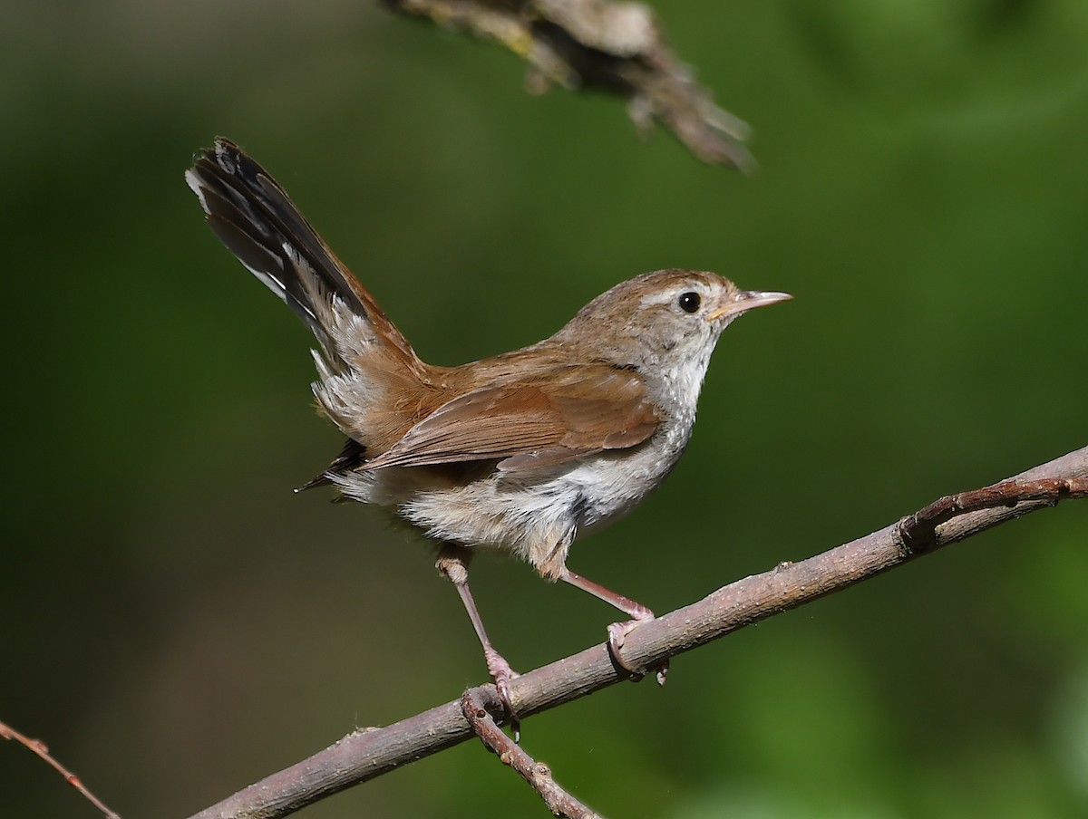 Cetti's Warbler - ML620106512