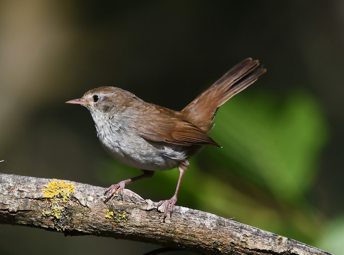 Cetti's Warbler - ML620106513