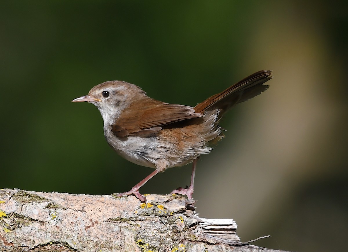 Cetti's Warbler - ML620106514