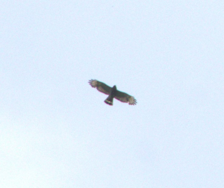 Broad-winged Hawk - ML620106518