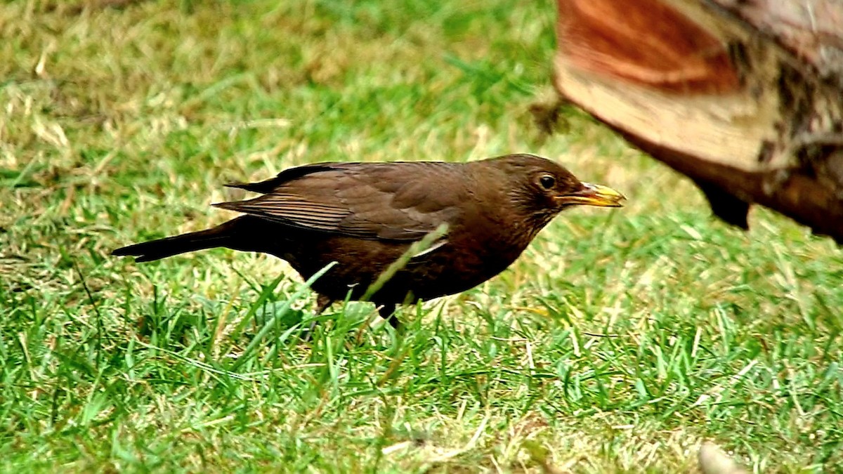 Eurasian Blackbird - ML620106521