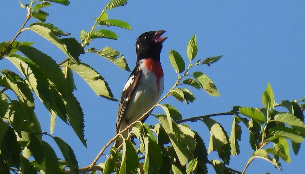 Rose-breasted Grosbeak - ML620106544