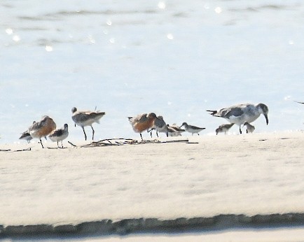 Red Knot - ML620106573