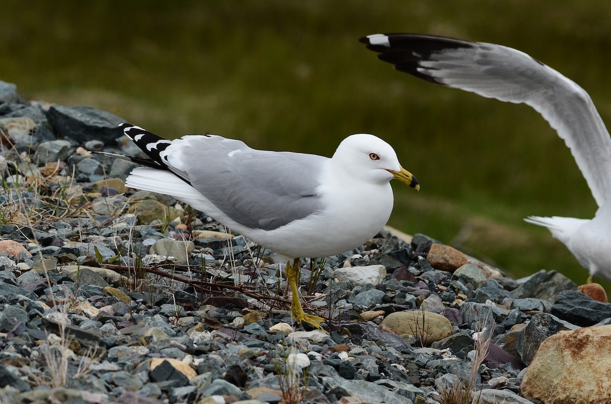 Ring-billed Gull - ML620106576