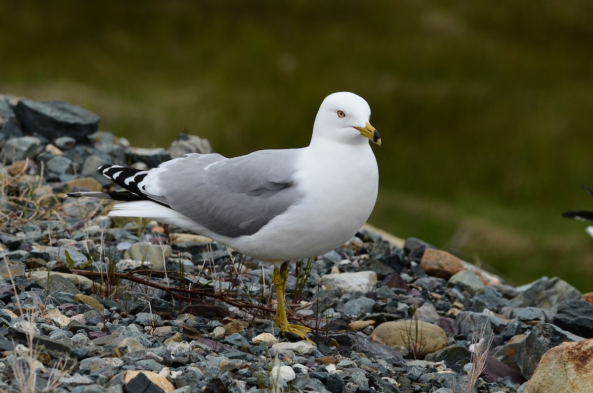 Ring-billed Gull - ML620106577