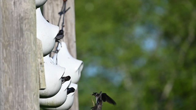 Purple Martin - ML620106589