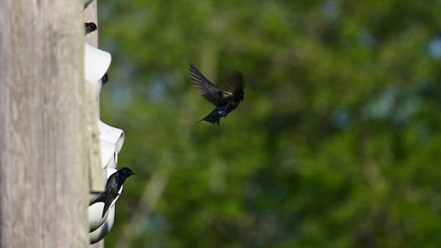 Purple Martin - ML620106590