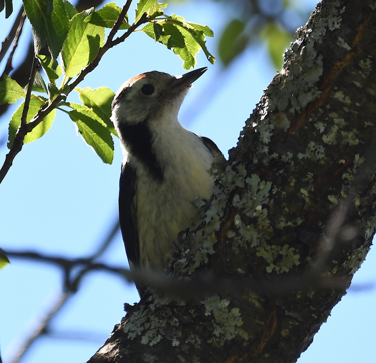 Middle Spotted Woodpecker - ML620106592