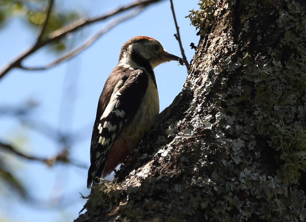 Middle Spotted Woodpecker - ML620106593