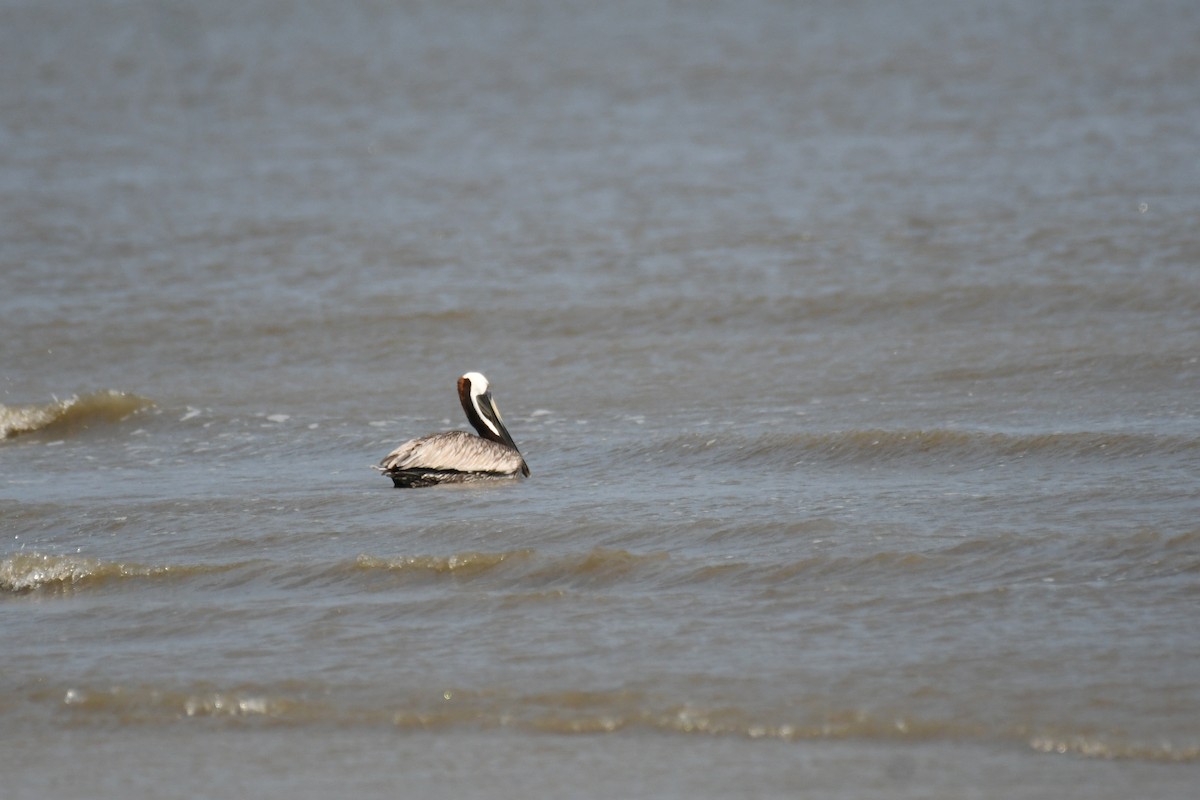 pelikán hnědý - ML620106598