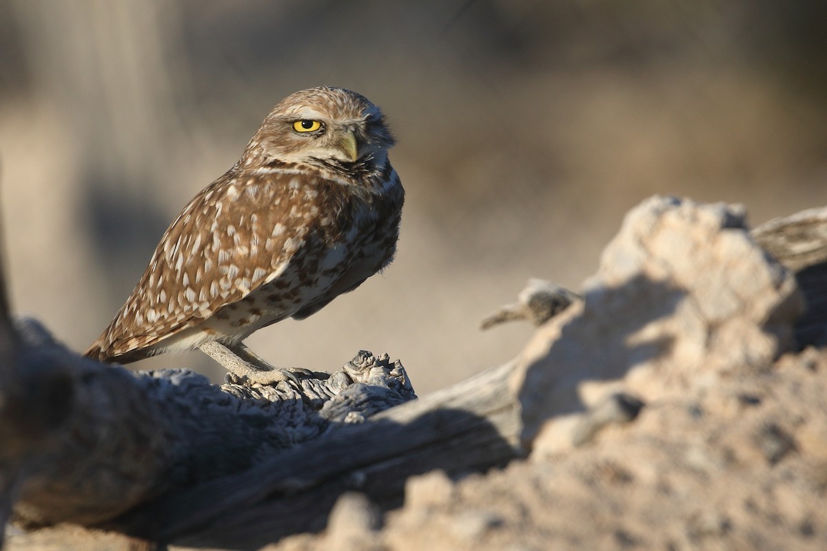 Burrowing Owl - ML620106599