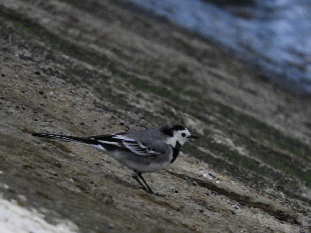 White Wagtail (White-faced) - ML620106627