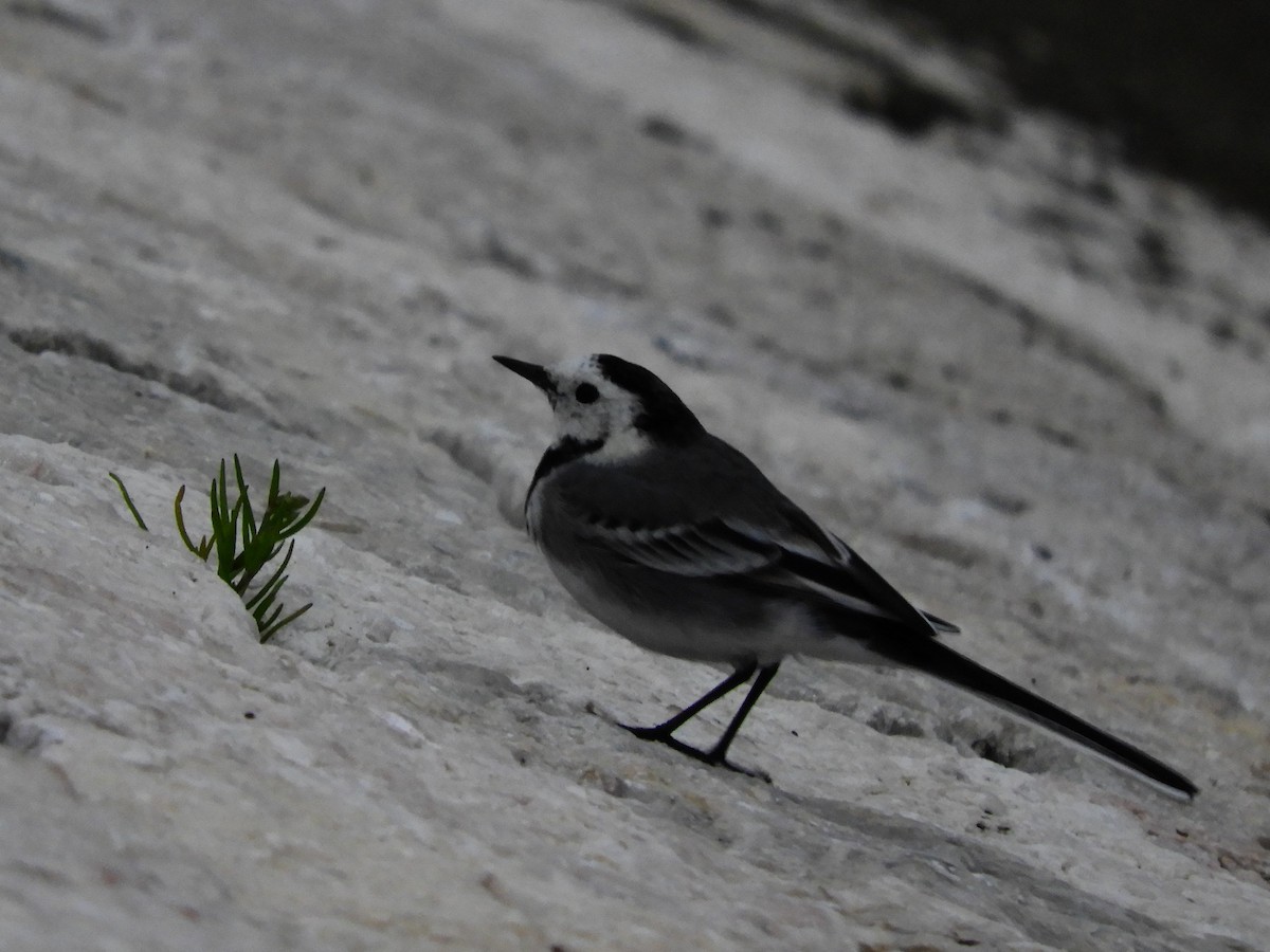 White Wagtail (White-faced) - ML620106636