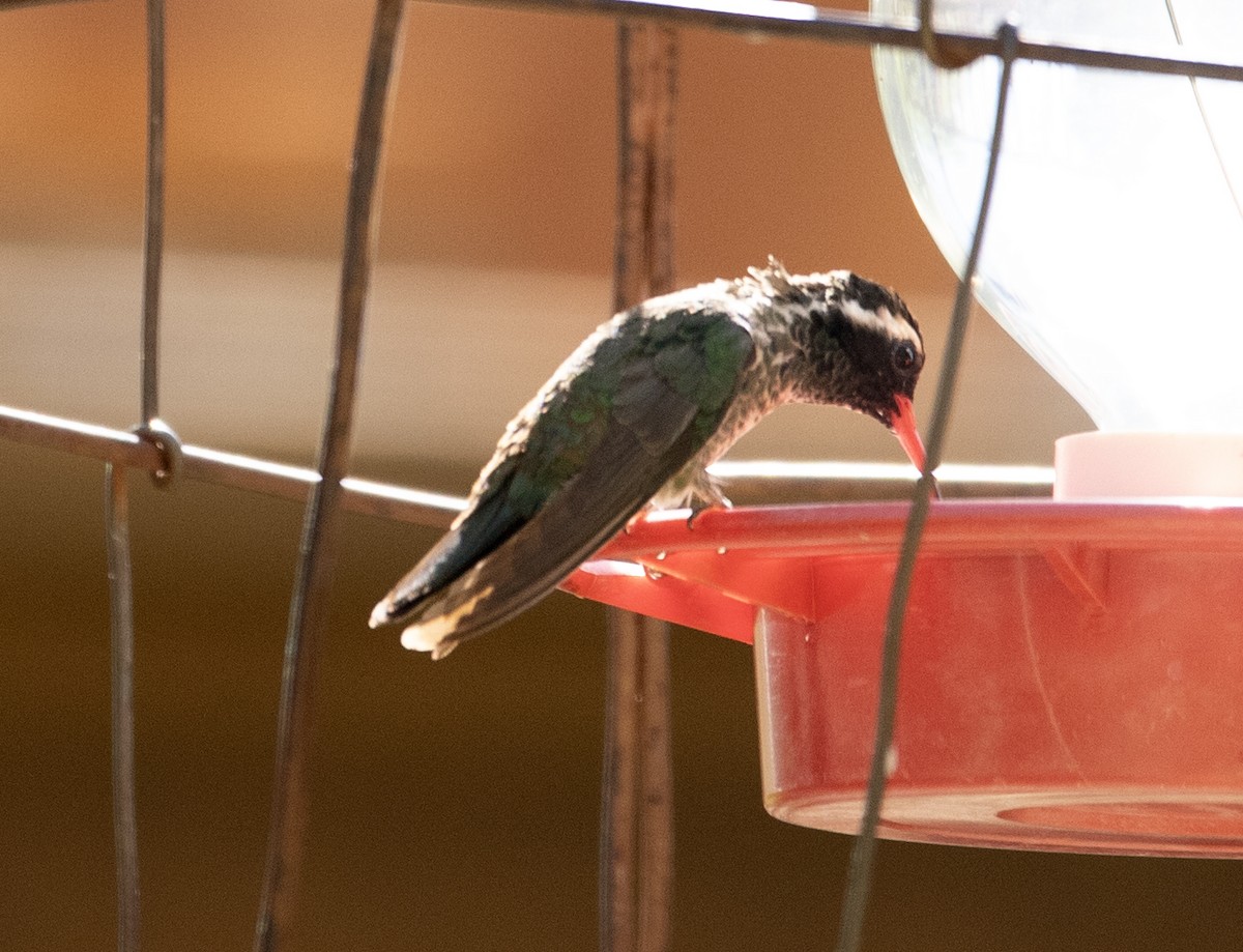 White-eared Hummingbird - ML620106637