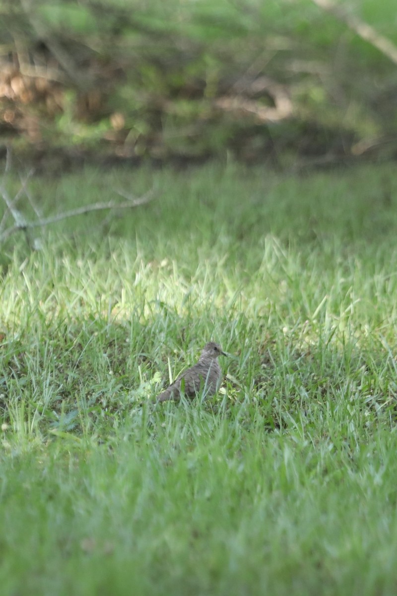 Inca Dove - ML620106647