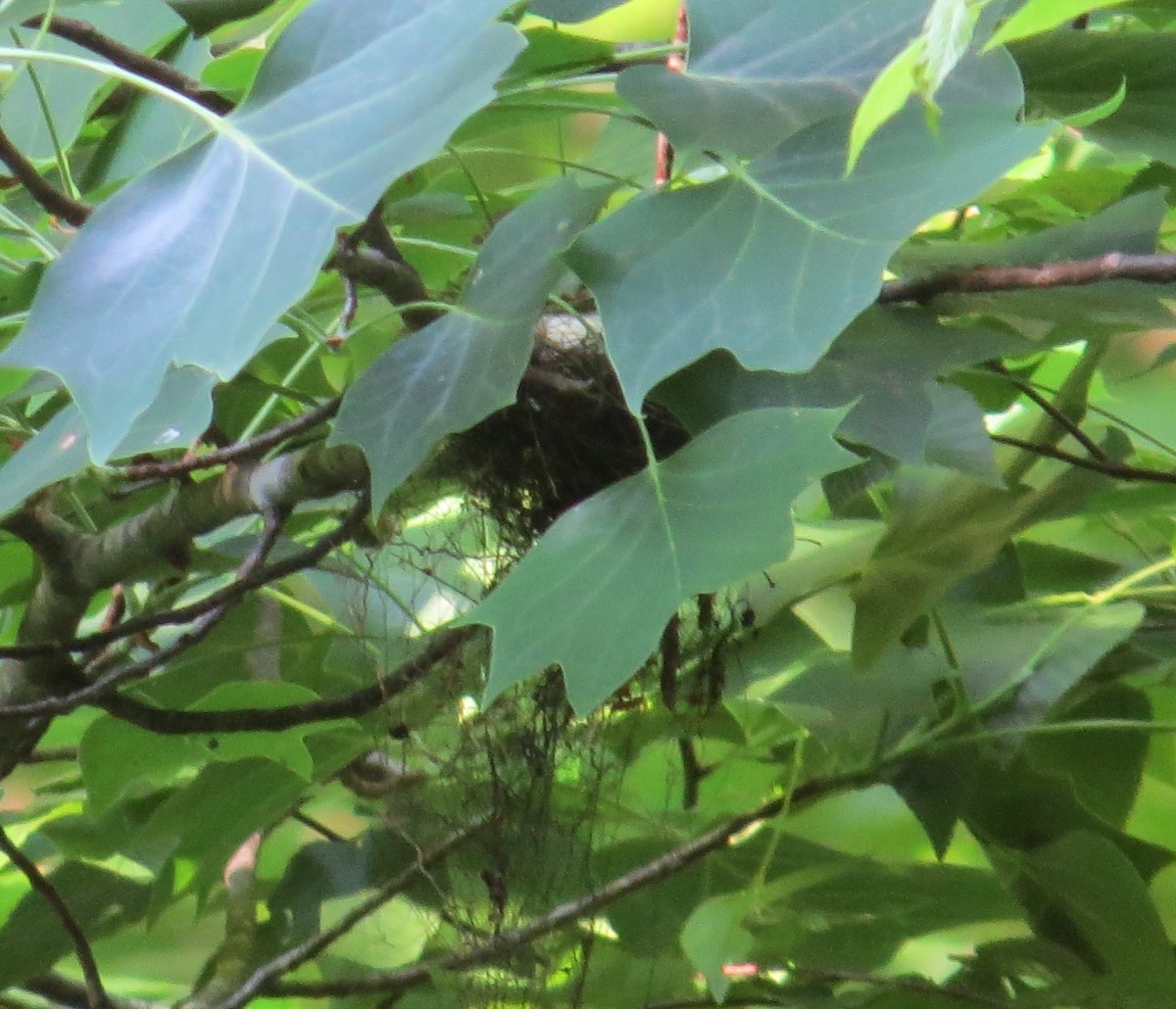 Acadian Flycatcher - ML620106649