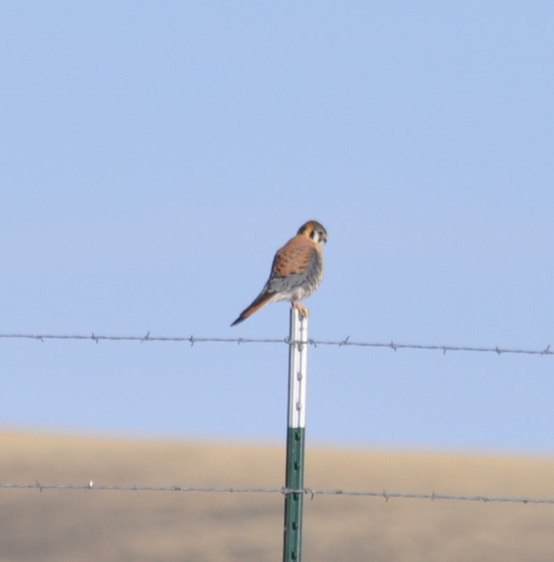 American Kestrel - ML620106650