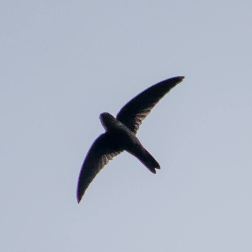 Indian Swiftlet - ML620106659