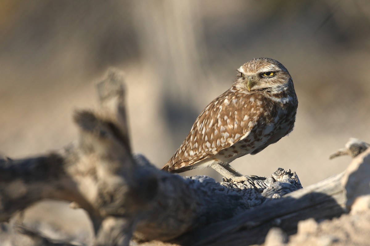 Burrowing Owl - ML620106661