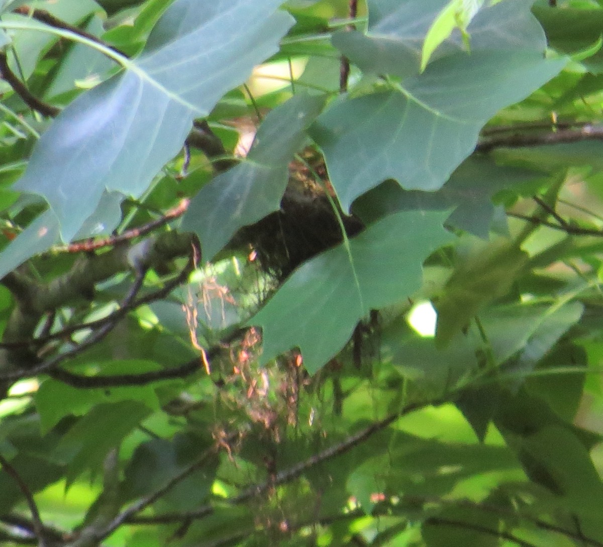Acadian Flycatcher - ML620106663