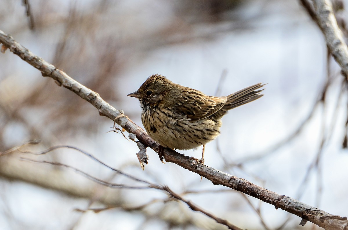 Lincoln's Sparrow - ML620106688