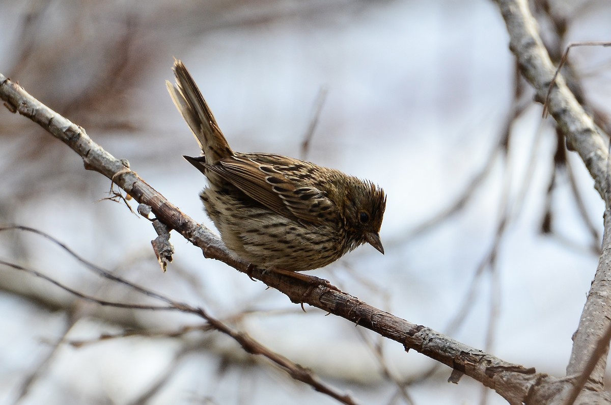 Lincoln's Sparrow - ML620106689