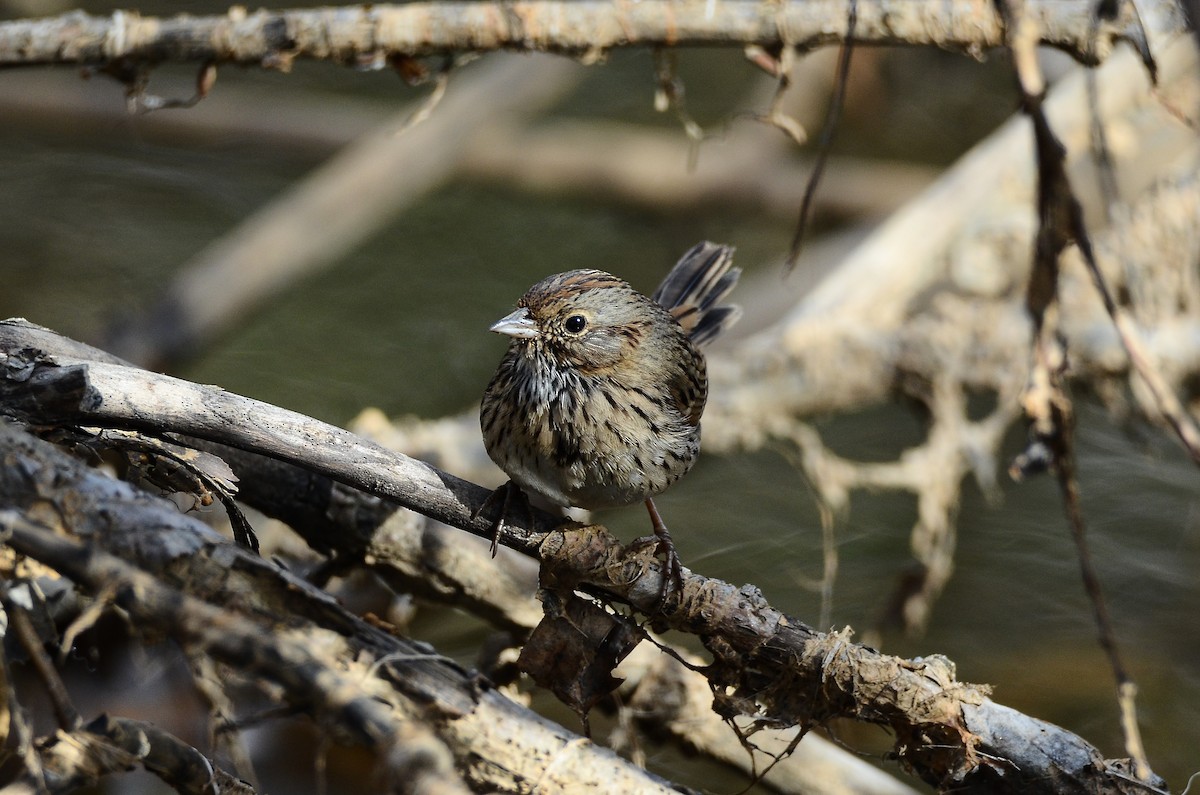 Lincoln's Sparrow - ML620106695