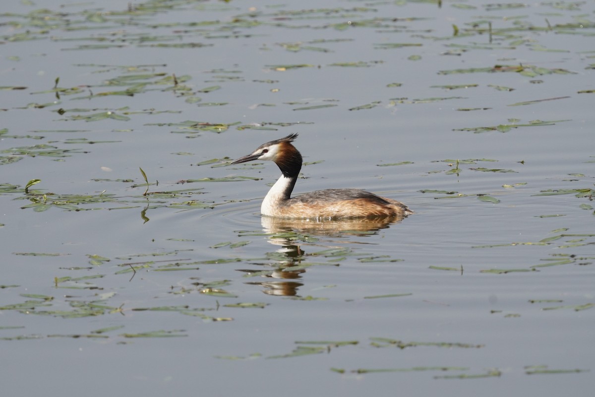 Great Crested Grebe - ML620106698