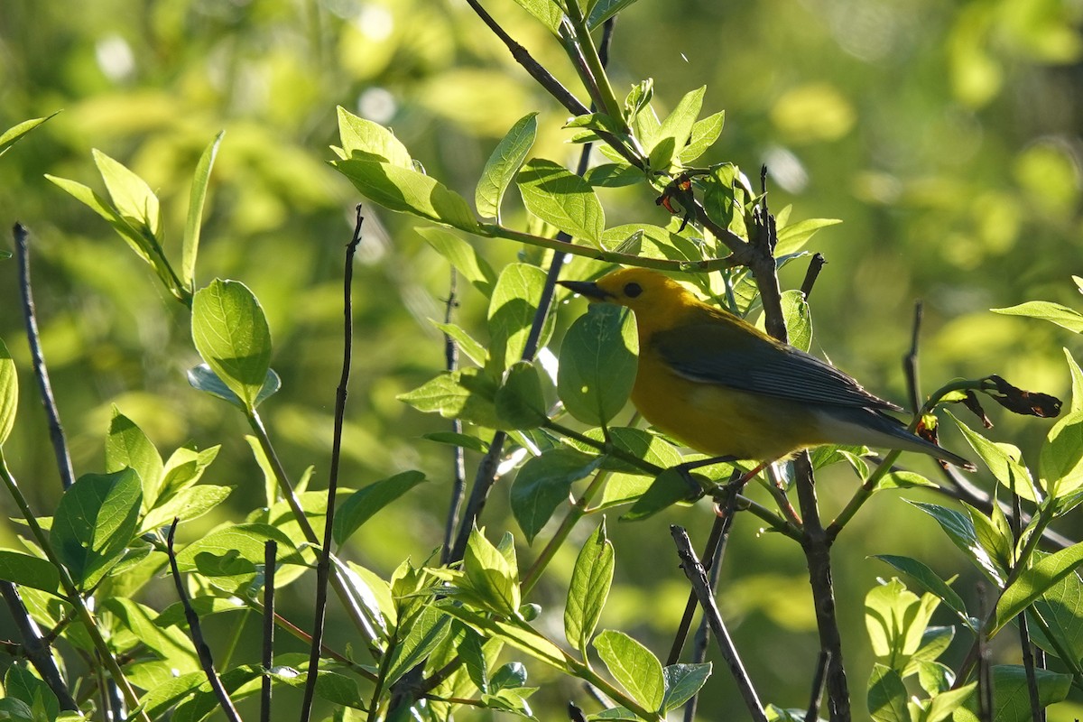Prothonotary Warbler - ML620106707