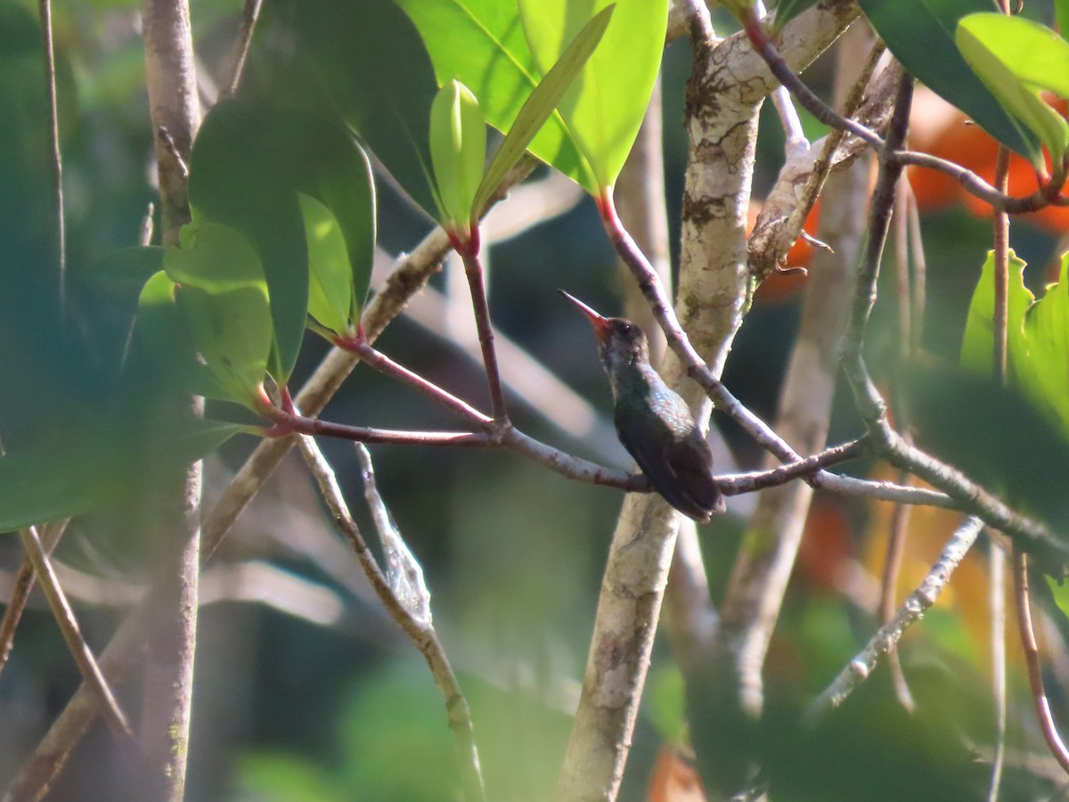 kolibřík savanový - ML620106714