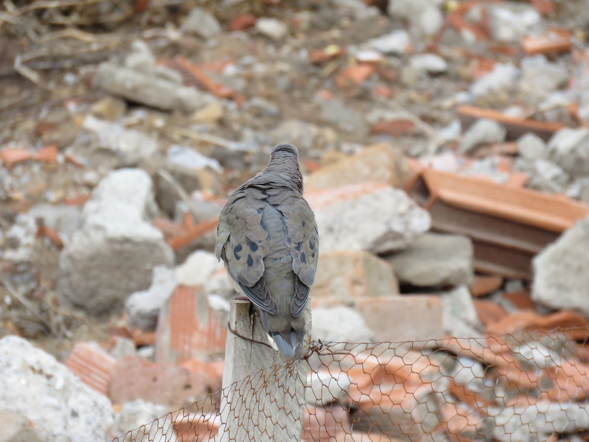 Eared Dove - ML620106717