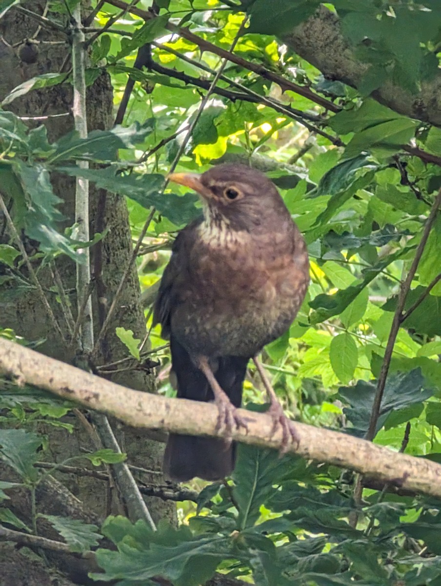 Eurasian Blackbird - ML620106724