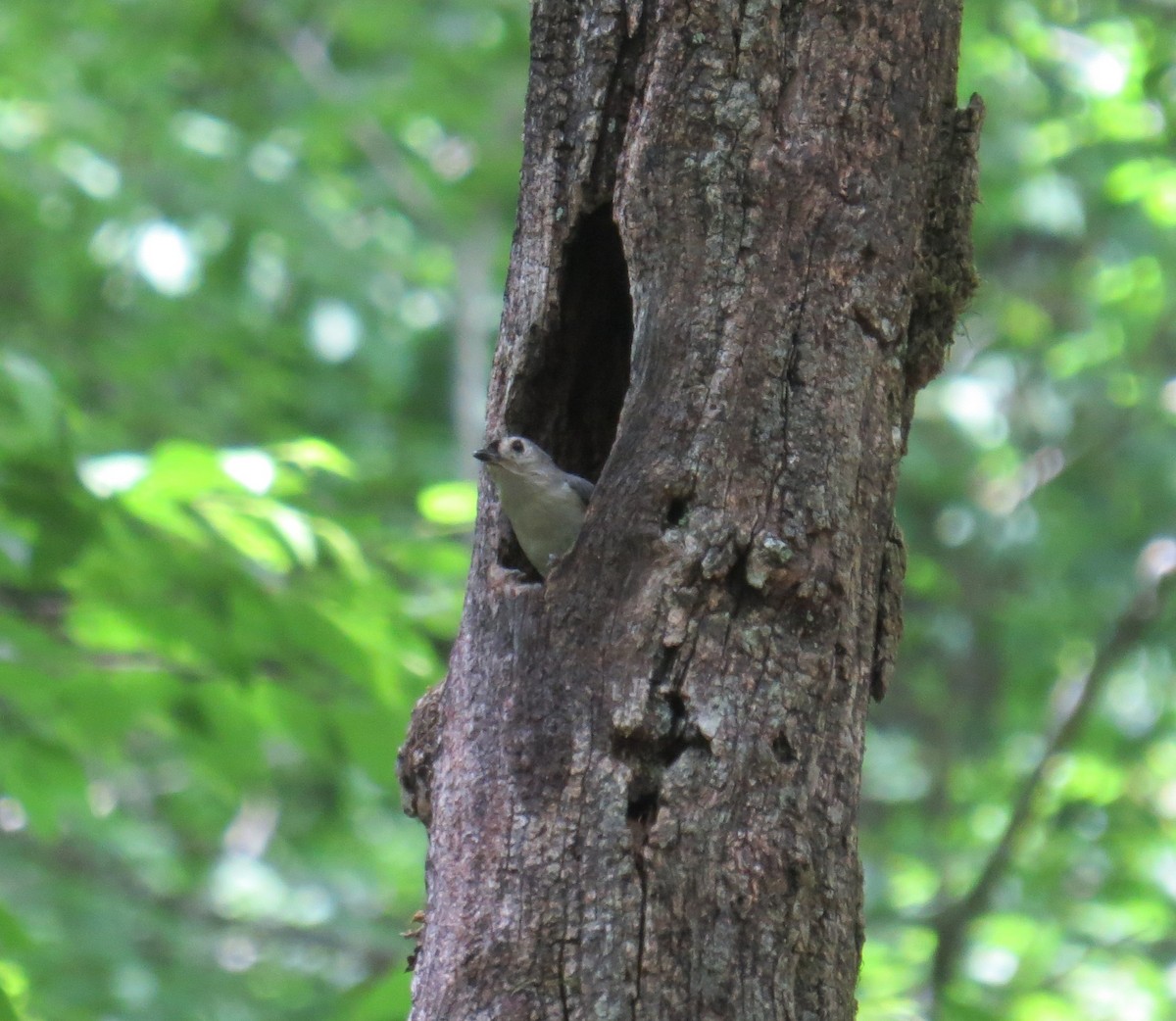 Tufted Titmouse - ML620106730