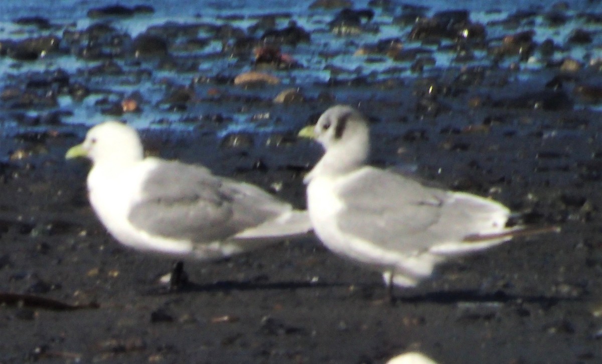 Black-legged Kittiwake - ML620106742