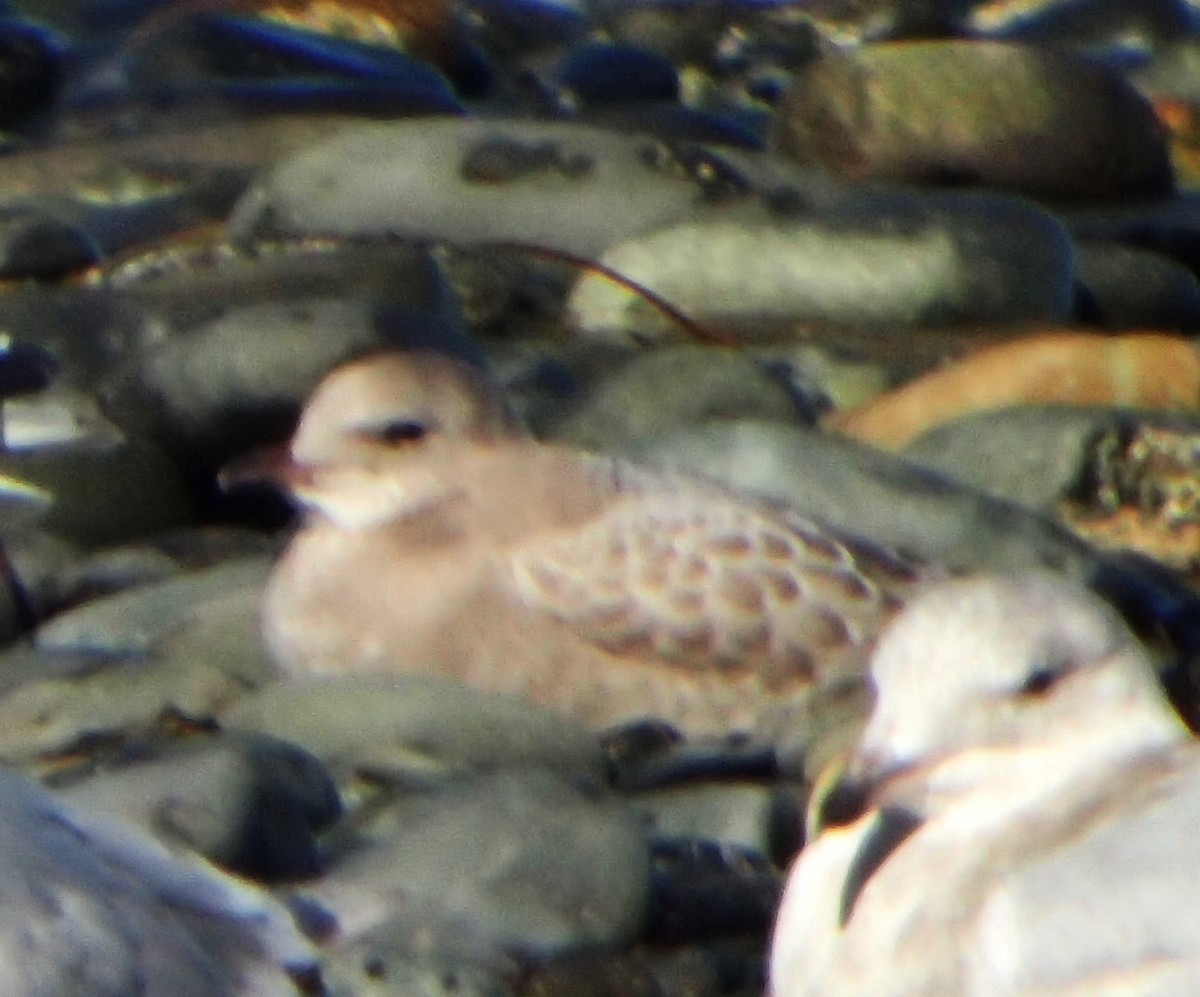 Short-billed Gull - ML620106753