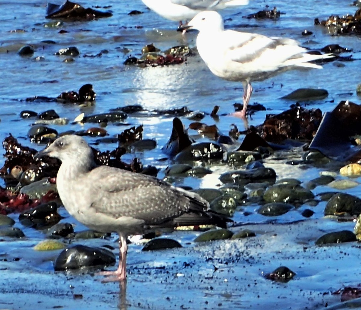 Glaucous-winged Gull - ML620106756