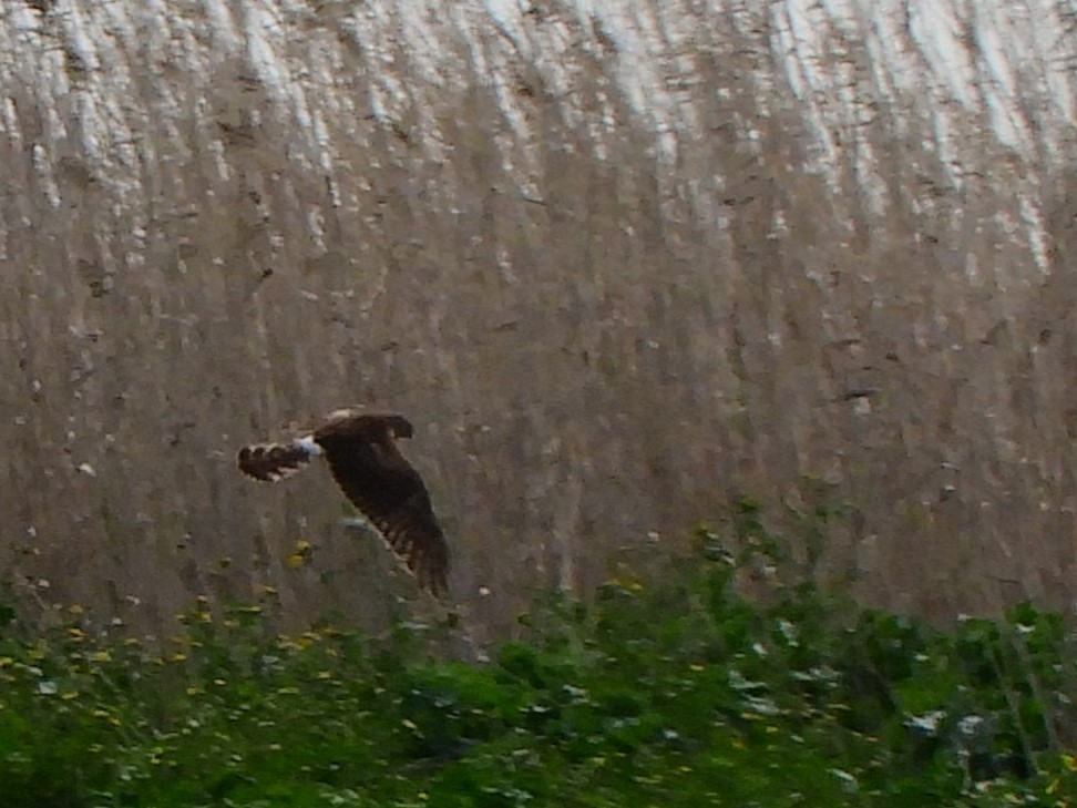 Hen Harrier - ML620106759