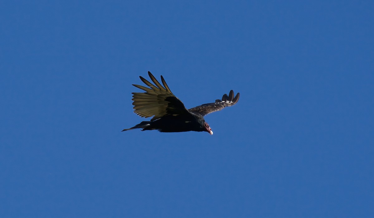 Turkey Vulture - ML620106773