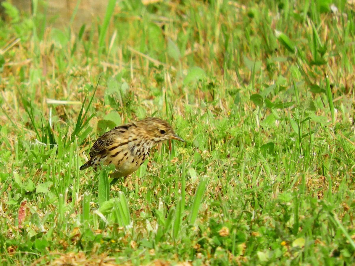Meadow Pipit - ML620106775