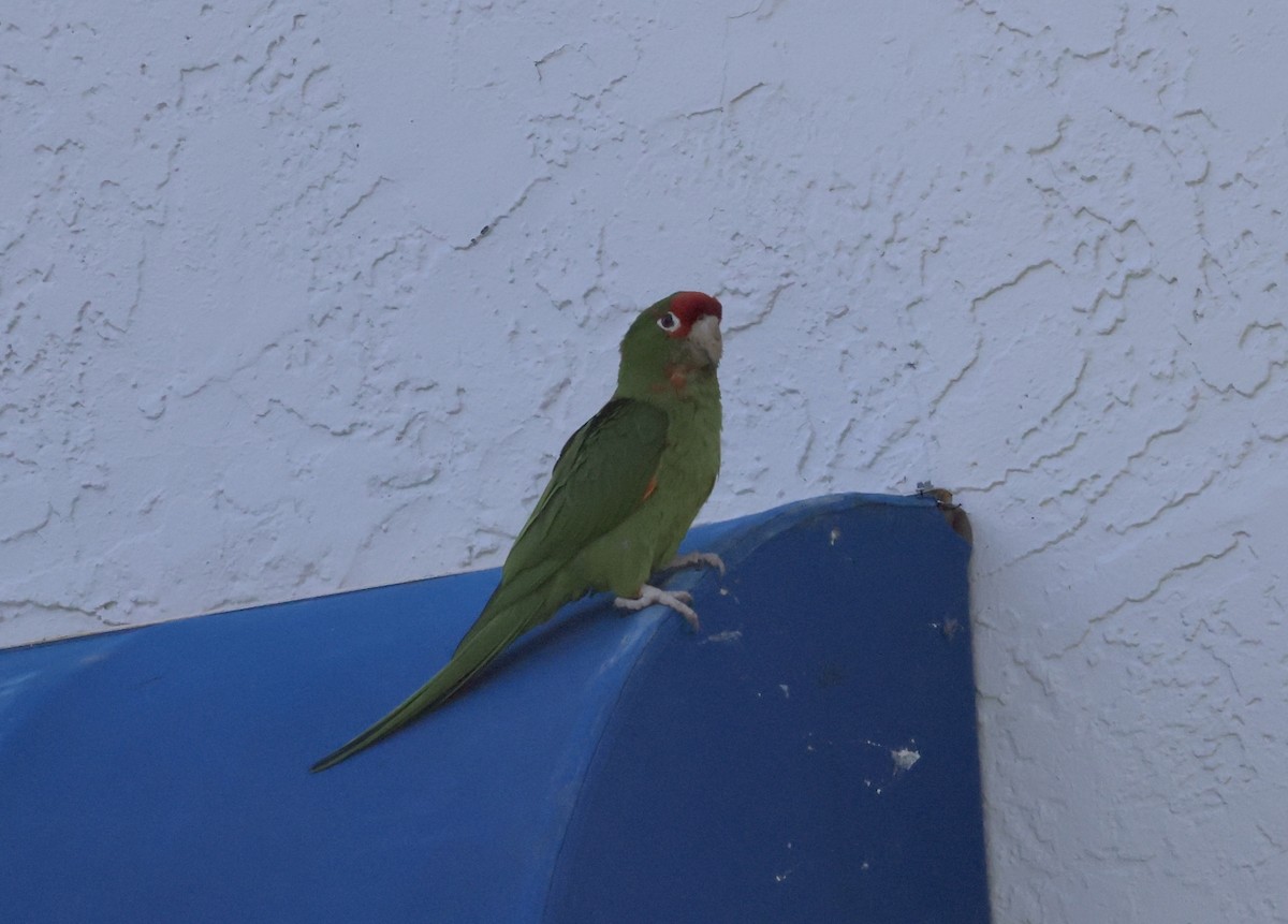 Mitred Parakeet - ML620106780