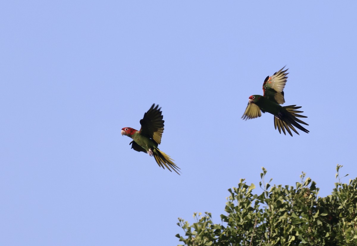 Conure mitrée - ML620106781