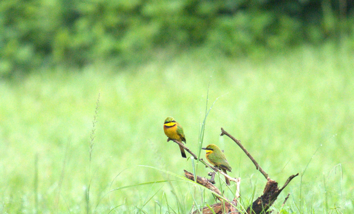 Little Bee-eater - ML620106784