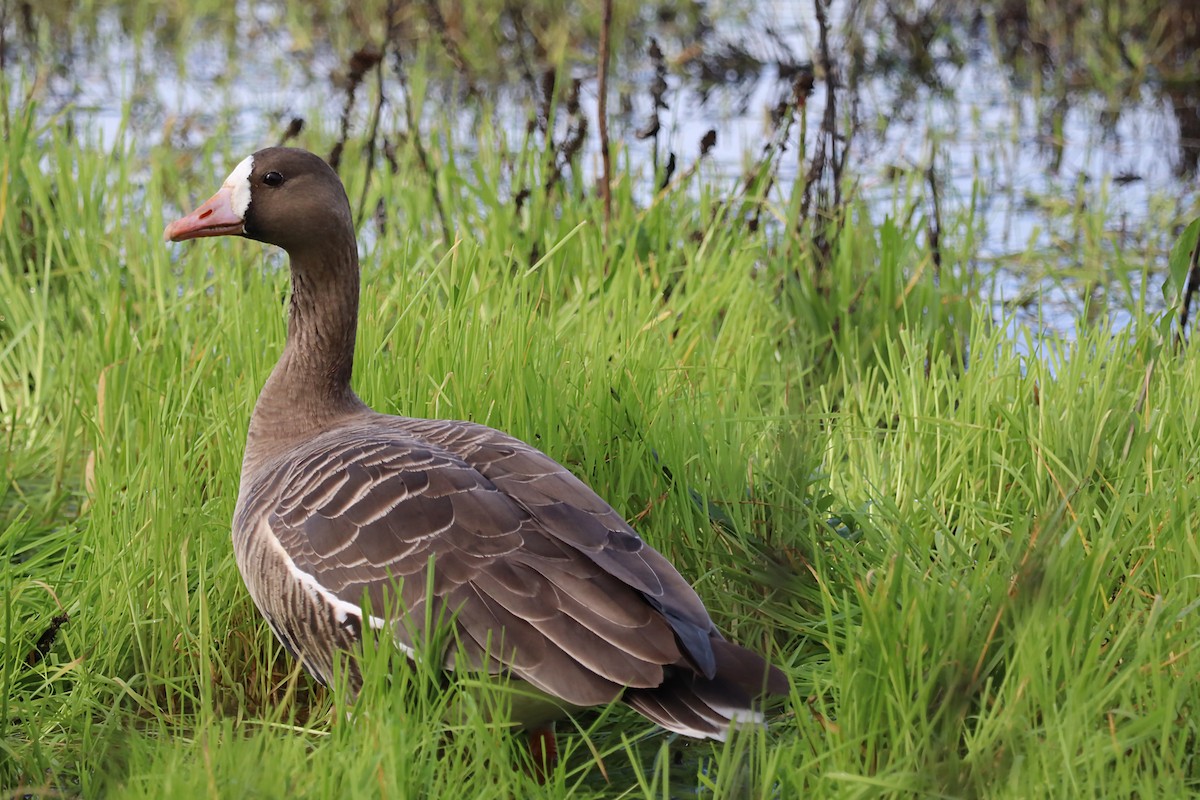 Greater White-fronted Goose - ML620106789