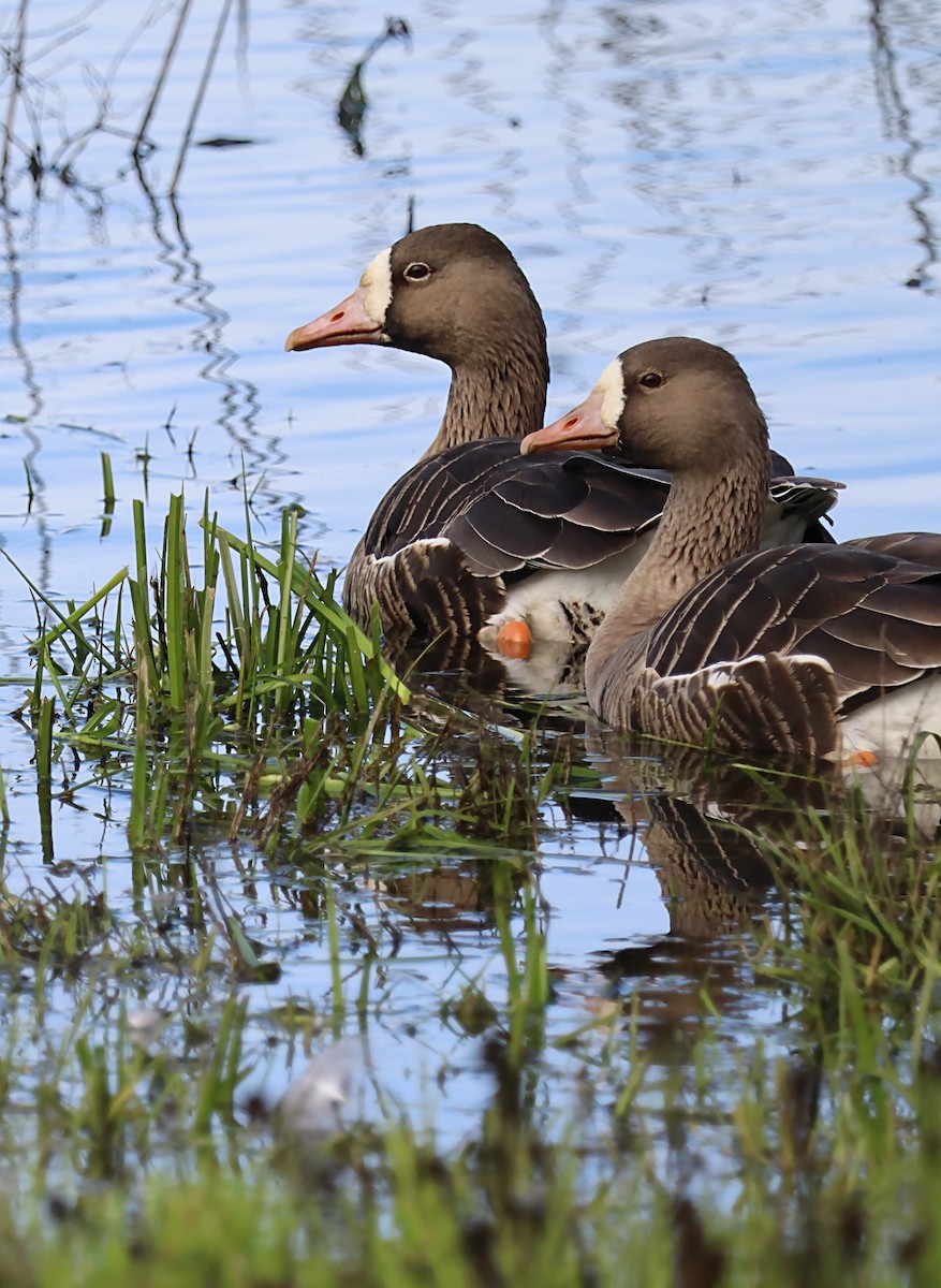 Greater White-fronted Goose - ML620106803